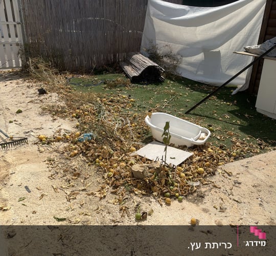 פסולת גינה ועלים יבשים המפוזרים בחצר במהלך עבודת גינון